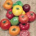 Rainbow Beefsteak Tomato Seeds - Organic Heirloom - Non-GMO - 120+ Fresh Seeds for Home Gardening - Solanum lycopersicum