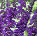 Buddleja Davidii Purple Butterfly Bush 6” Live Flower Plant Unrooted Cuttings - Butterfly Attracting Garden Plant