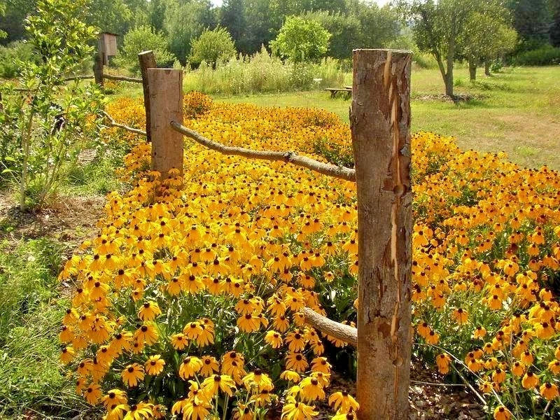 Black Eyed Susan Flower Seeds - 2000+ Perennial Native Wildflower - Drought & Heat Tolerant, Cold Hardy (Rudbeckia hirta)