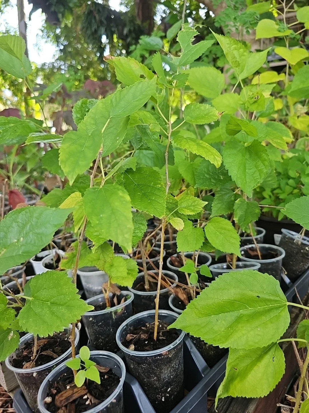 Dwarf Black Mulberry Live Plant 10"+ Organic Morus Nigra Everbearing, Well Rooted Starter Plant, Fruits Possible, No Pot