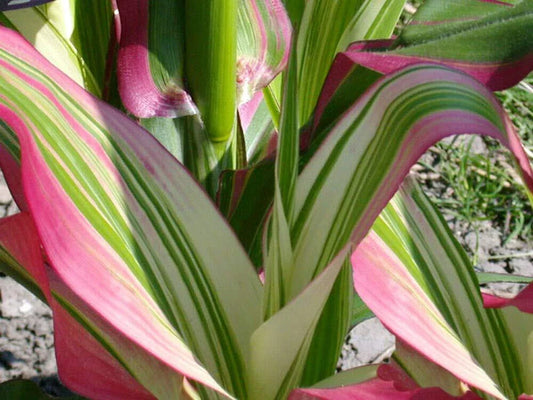 Candy Striped Corn Seeds - 10 Rare Seeds for Planting - Colorful Rainbow Varieties - Zea mays