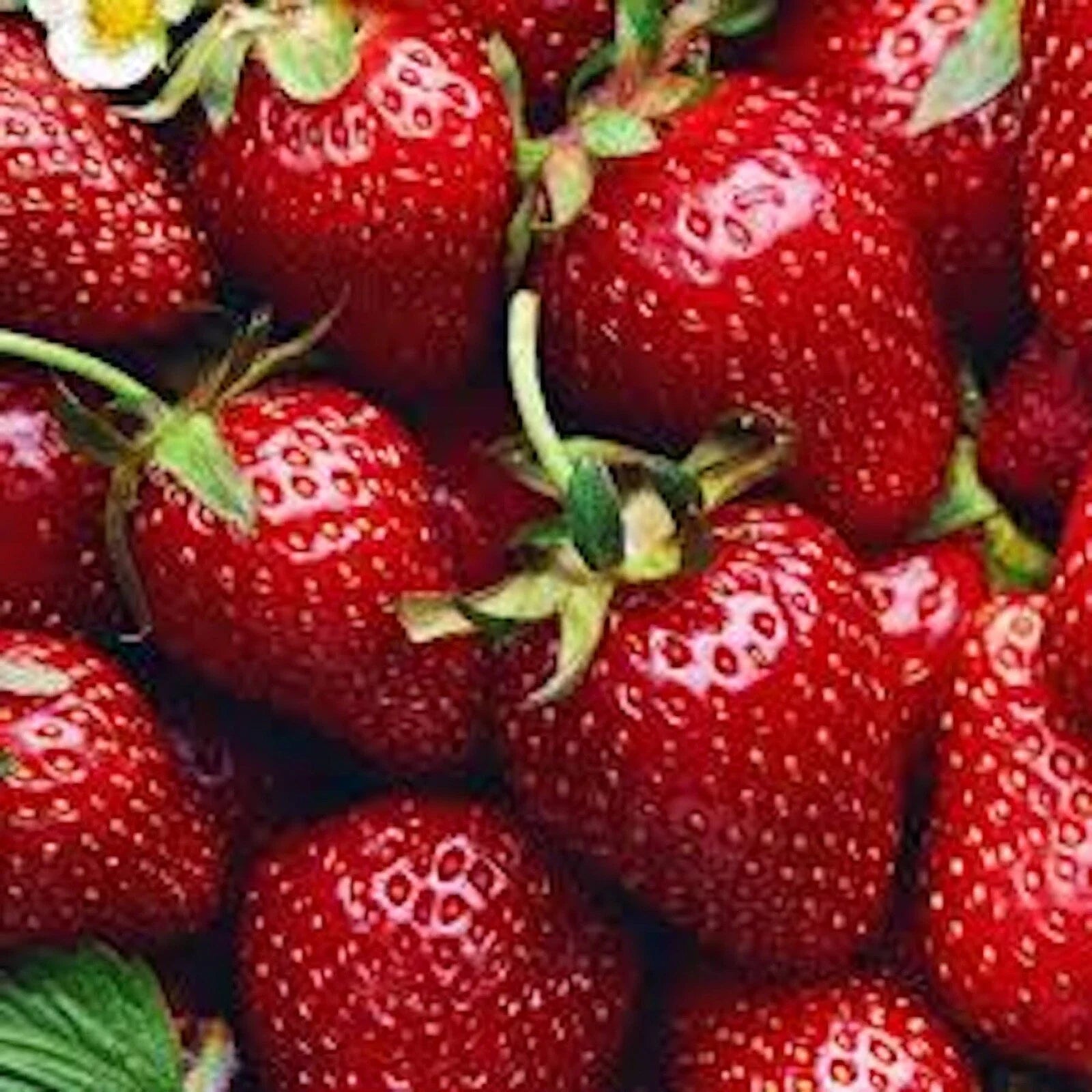 Allstar Junebearing Strawberry Plants - 10 Bare Root Perennial Fruit Plants (Fragaria x ananassa) - Large Sweet Berries