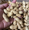 Virginia Jumbo Peanut Seeds - 35+ Heirloom Seeds - Open Pollinated, Organic Variety - Arachis hypogaea