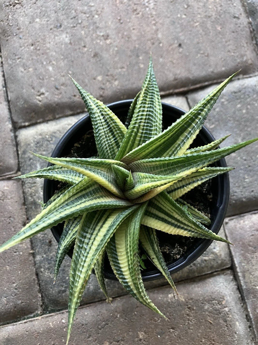 Rare Succulent 4” Pot - Haworthia Variegated Limifolia - Unique Houseplant - Perfect Gift - Easy Care