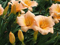 Mini Pearl Daylily Live Rooted Plant - Hemerocallis, Melon Pink, Herbaceous Perennial, Zones 3-9, 1-1.5 ft Height