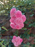 Heirloom 7 Sisters Pink Rose Bush Rambler Multiflora Live Plant - Ideal for Gardens and Landscaping