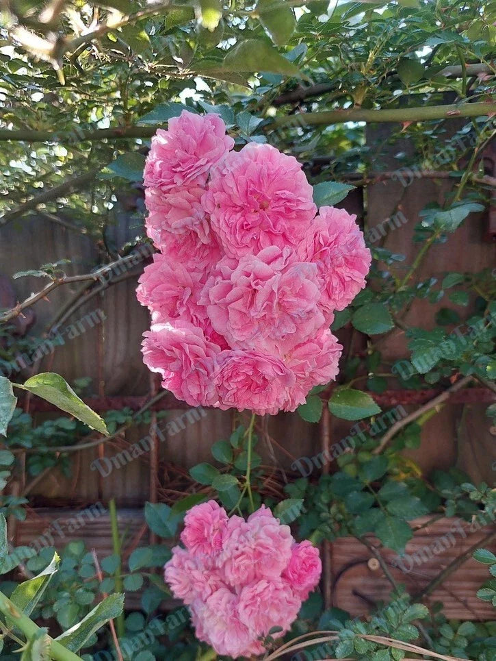 Heirloom 7 Sisters Pink Rose Bush Rambler Multiflora Live Plant - Ideal for Gardens and Landscaping