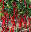 Waterfall Tomato Seeds - Heirloom Organic - Sweet High Yield - 100+ Rare Seeds - Solanum lycopersicum