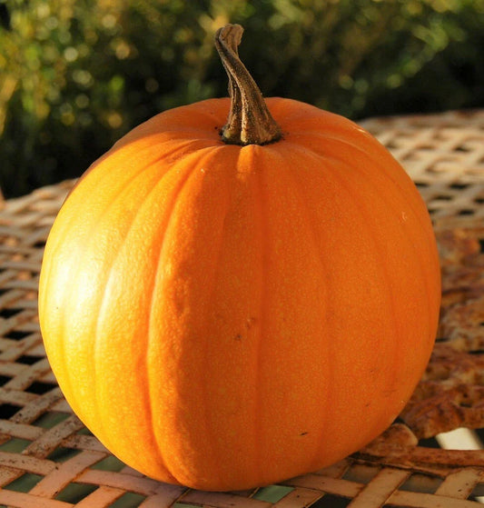 Connecticut Field Pumpkin Seeds | Heirloom Vegetable Seed for Patch Pumpkins | 2025 Variety