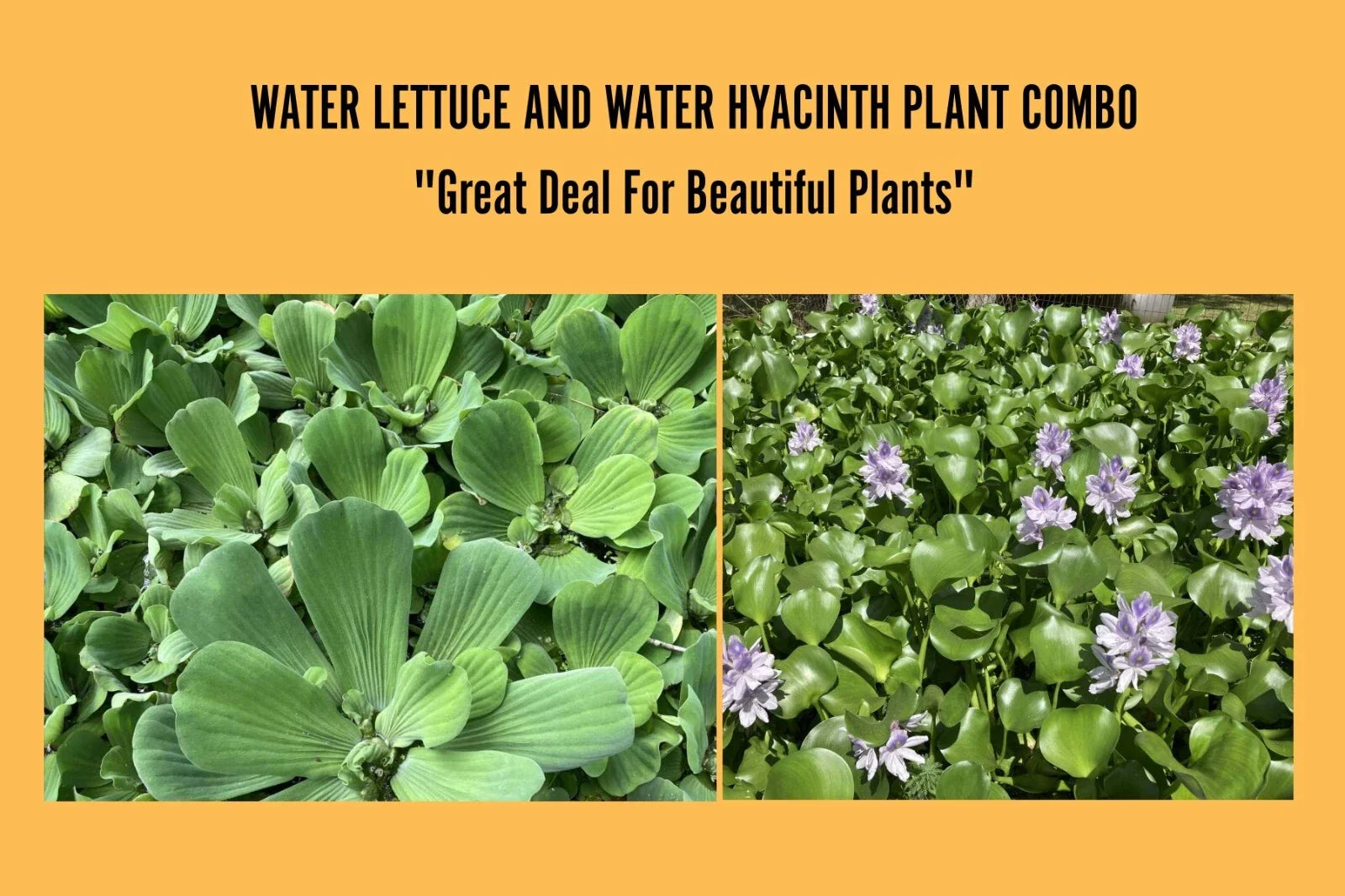 Water Plants Bundle - 2 Medium Water Hyacinth (Eichhornia crassipes) & 2 Water Lettuce (Pistia stratiotes) for Ponds and Tanks
