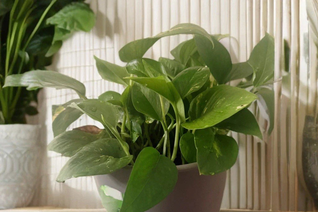 Golden Pothos Cuttings 5 with Roots - Live Indoor Houseplant - Easy to Grow - Epipremnum aureum