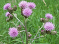 Creeping Thistle Seeds - 200+ Pack for Garden Planting - Cirsium arvense - Non-GMO, USA Grown, Free Shipping