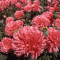 Salmon Double Poppy Seeds - 200+ Pack for Garden Planting - Papaver rhoeas - USA Grown, Free Shipping