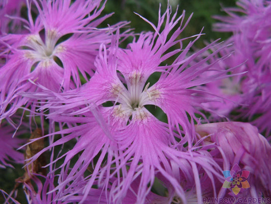 Bearded Pink Shades Carnation Seeds - 200+ Premium Seeds for Garden - Dianthus caryophyllus - USA, Free Shipping