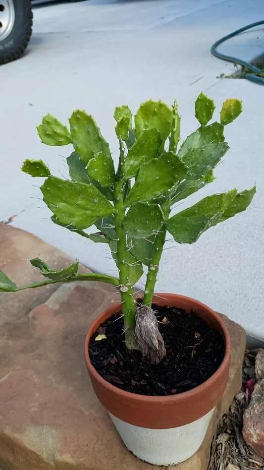 Brazilian Prickly Pear Cactus 6-8" Rooted Opuntia Brasiliensis Plant