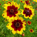Coreopsis Seeds | Non-GMO Plains Variety | Free Shipping | Flower Seeds for Garden | Coreopsis tinctoria