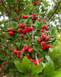 Heirloom Mayhaw Fruit Trees 2-Pack, 6" Red Seedlings, Crataegus aestivalis, Bare Root, USA Seller