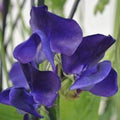 Royal Navy Blue Sweet Pea Seeds | Blue/Purple Flowers | Lathyrus odoratus | Garden Seeds
