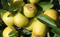 Golden Pippin Apple Seeds - 25+ Premium Seeds for Garden Planting - Malus domestica - USA