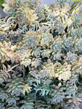 Ghost Plant & Darley Sunshine 8 Fresh Cuttings + Bonus Cutting + 10 Loose Leaves | Succulent Cuttings for Propagation