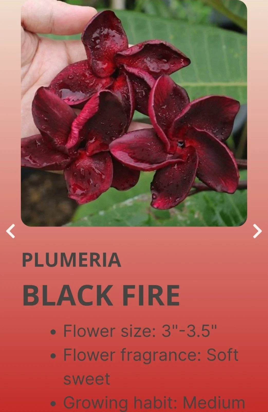 Red Root Plumeria Black Fire - Rooted Plant in 3 Inch Pot - Plumeria rubra - From Seeds, in 2.5 Pot