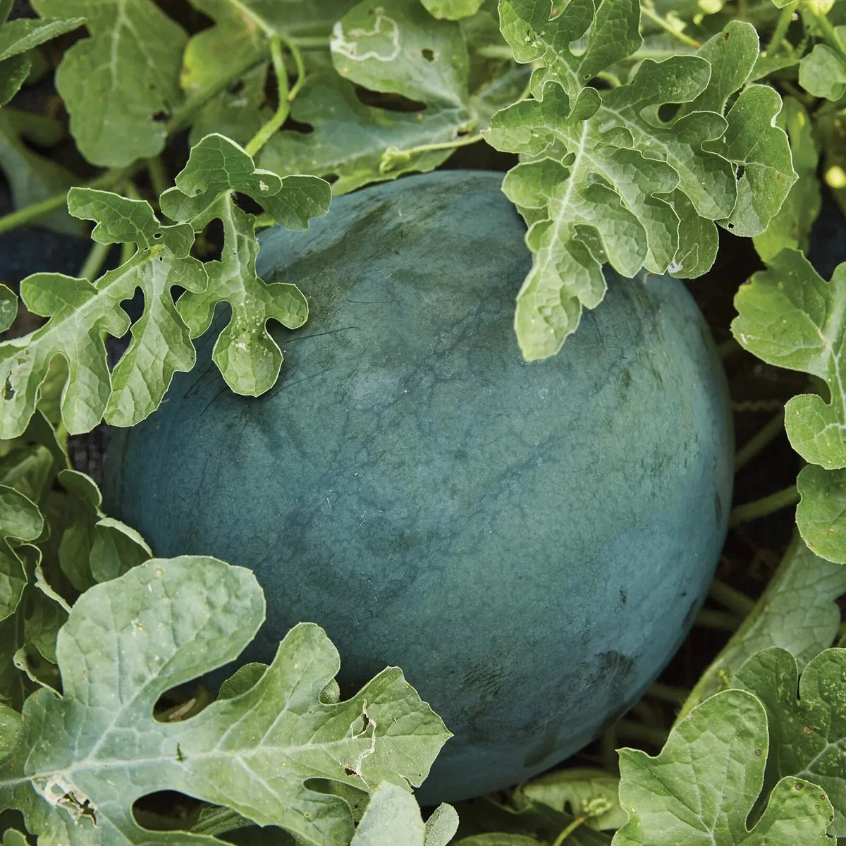 Sugar Baby Watermelon Seeds - NON-GMO Icebox Variety, Compact Size, Citrullus lanatus - Free Shipping