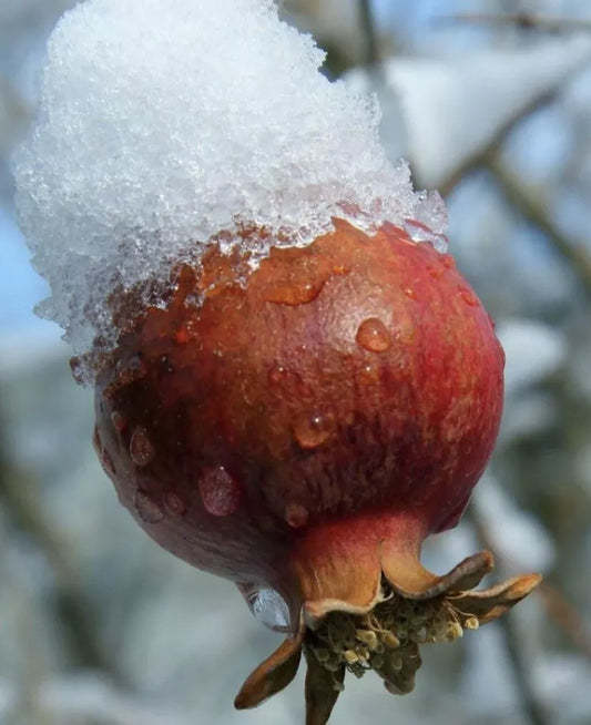 Afganski Russian Pomegranate Plants - 2 Live Punica granatum - Fruit-Bearing, Hardy Varieties for Gardens and Containers