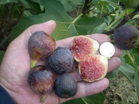 Fig Tree Cuttings - 6 Pieces - Ronde de Bordeaux - Delicious Black Variety - Ficus carica