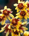 Wintersweet Bonsai Tree Seeds - 10 Pack - Chimonanthus praecox - Fragrant Flowering Seeds for Indoor Gardening