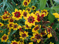 Coreopsis Seeds - Plains Variety - Bulk Pack - Free Shipping - Wholesale