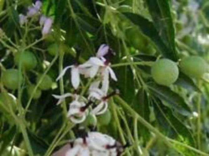 Melia Azedarach Seeds | Chinaberry Tree | Syringa Berry Tree | Cape Lilac | 10 Pack
