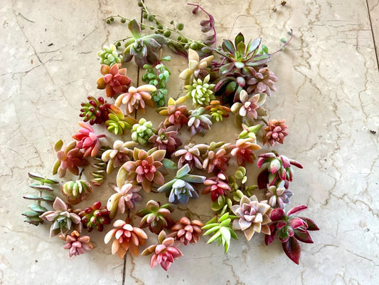 Succulent Cuttings Set - 22 Colorful Healthy Varieties - Perfect for Planting and Arranging - Ideal for Home Decor