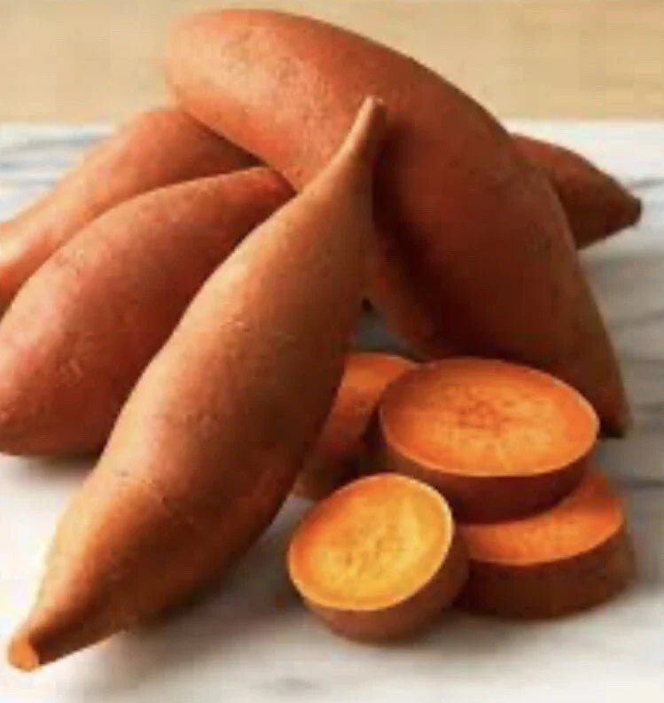 Beauregard Sweet Potato Slips - 10 Organically Grown Cuttings - Ipomoea batatas
