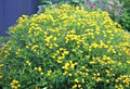 Great St. John's Wort Seeds - 501+ Seeds - Native Wildflower Shrub - Perennial Herb - Medicinal (Hypericum perforatum)
