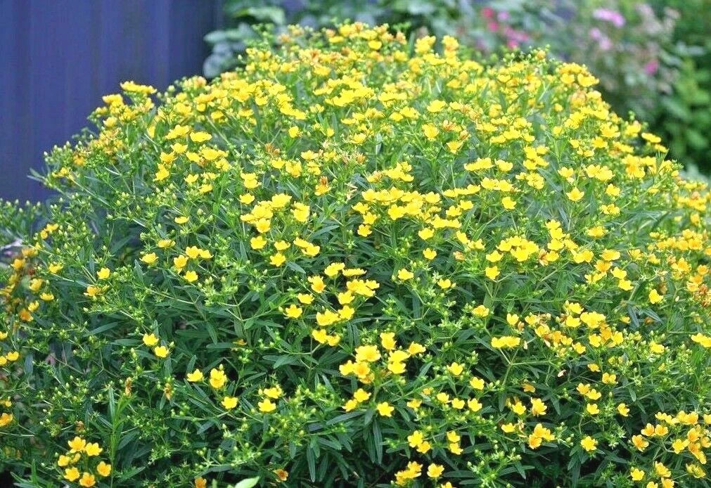 Great St. John's Wort Seeds - 501+ Seeds - Native Wildflower Shrub - Perennial Herb - Medicinal (Hypericum perforatum)