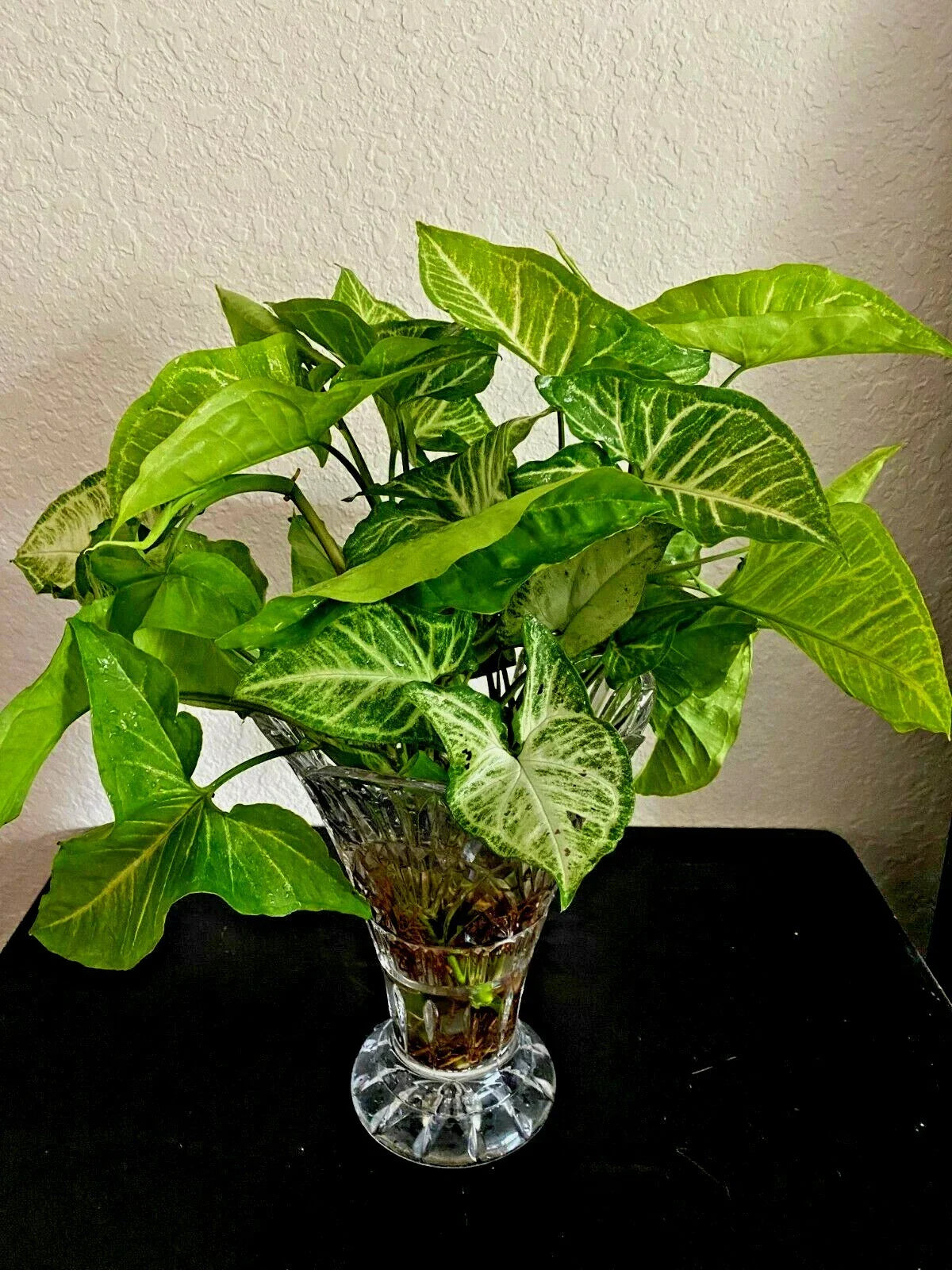 Syngonium Podophyllum 'White Butterfly' Arrowhead Plant Starts - 4 Rooted Cuttings for Indoor Plant Decor
