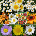 Daisy Wildflower Seed Mix, 10 Species Variety Packet, Colorful Blooms, Free Shipping - Bellis perennis & More