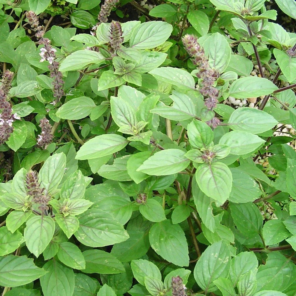 Live Rooted African Basil Plant 4" – Edible Fragrant Herb – Ocimum basilicum