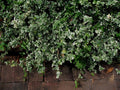 Blonde or Variegated Winter-Creeper Cuttings Set of 12, Euonymus fortunei, Non-Rooted Perennial Ground Cover/Vine