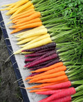 Rainbow Carrot Blend Seeds - 200+ Non-GMO Heirloom Organic Mix - Fresh Vegetable Garden Seeds - Daucus carota