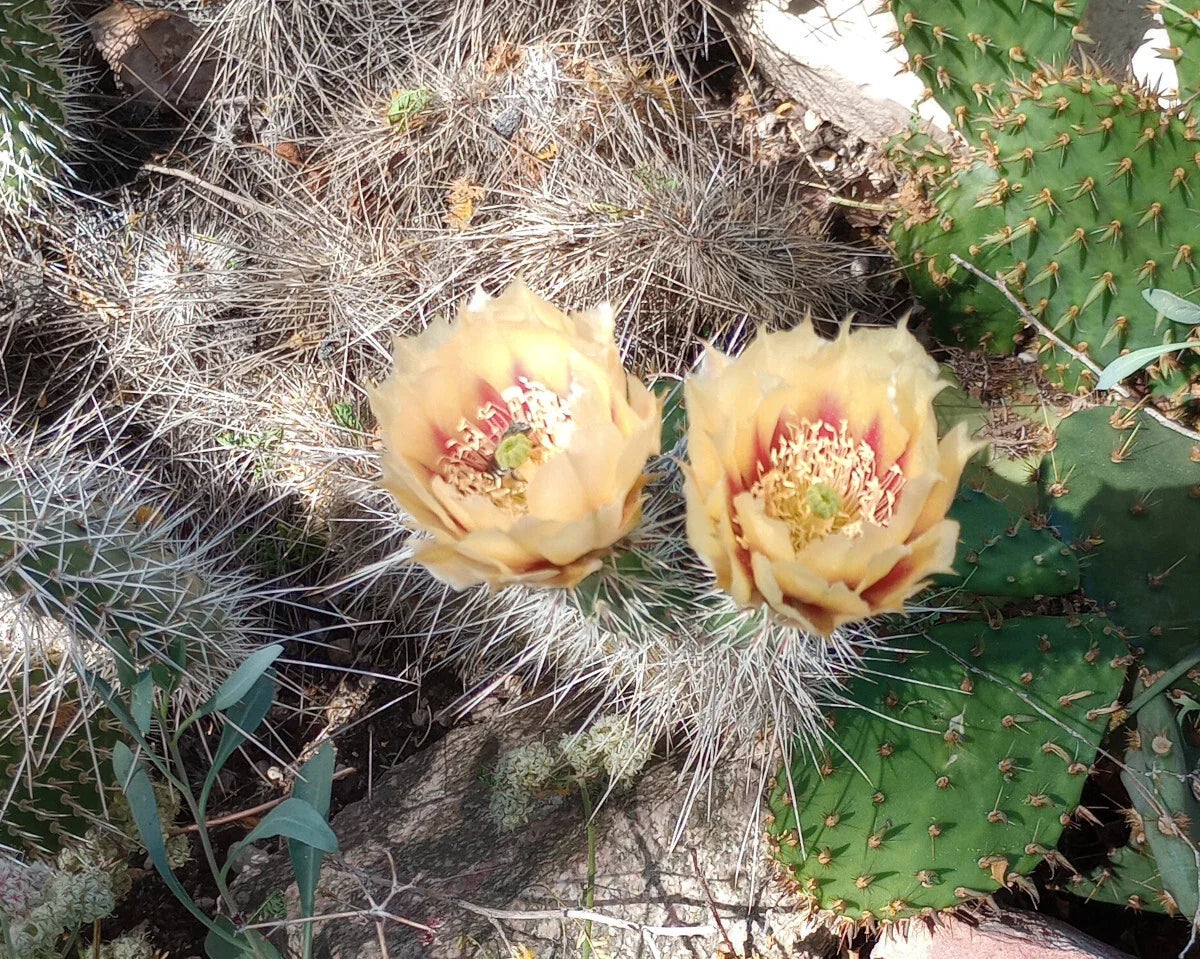Cold Hardy Cactus 1 Pad - Opuntia erinacea with Yellow Orange Flowers - Drought Resistant Succulent Plant