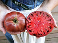 Cherokee Purple Tomato Seeds - 60+ Heirloom Non-GMO Seeds - Organic Variety - Solanum lycopersicum