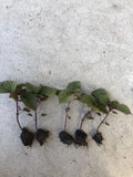 Live Green Purple Shiso Plant | 2+ Beefsteak, Wild, Japanese Basil | Perilla | NON-GMO