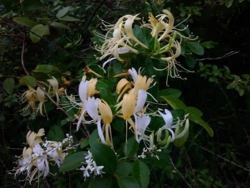 Japanese Honeysuckle Vine 1 Rooted Heirloom Southern Alabama Lonicera japonica Fragrant Fast-Growing