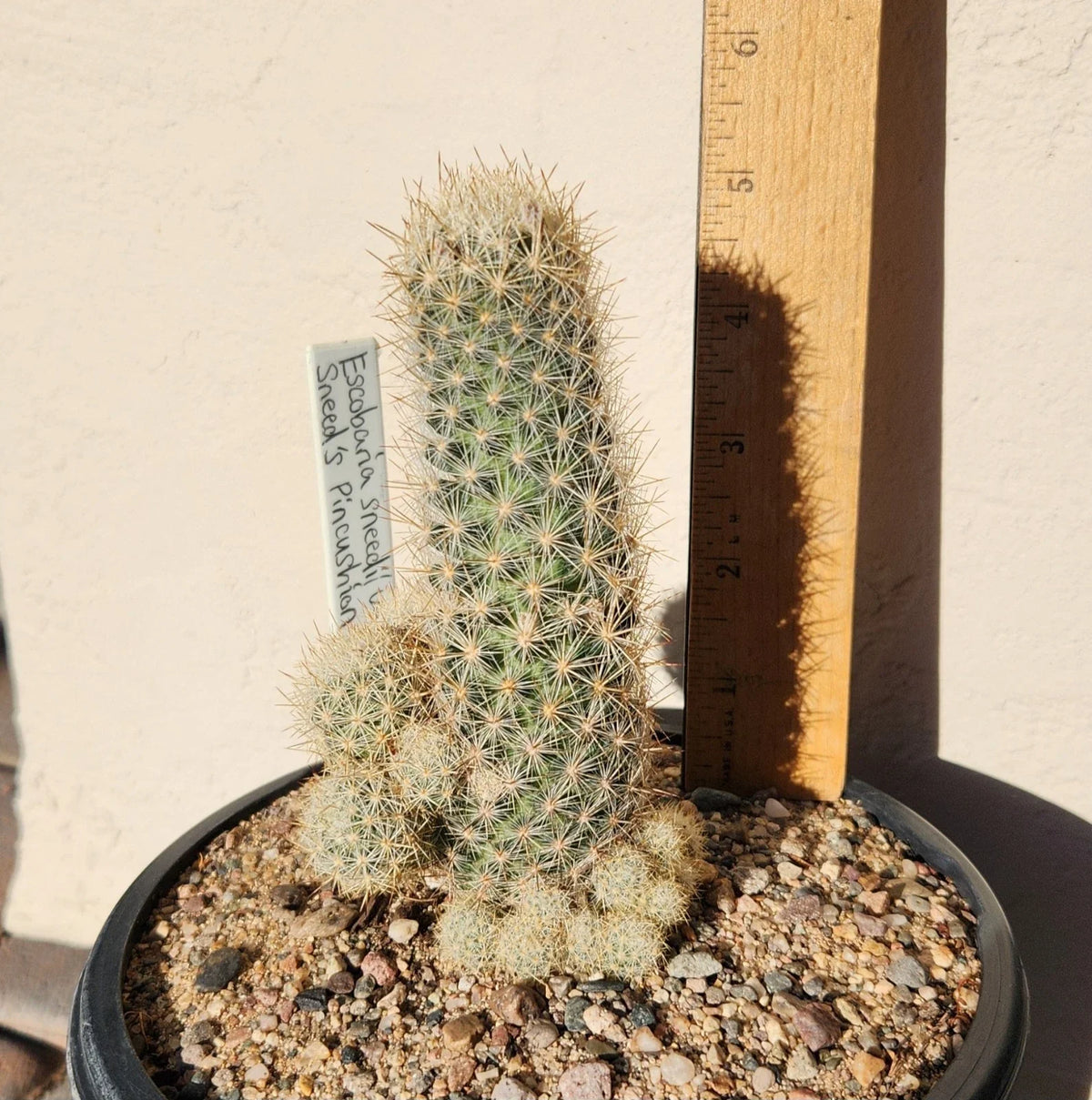 Sneed's Pincushion Cactus Live Plant - Escobaria sneedii var. sneedii - Succulent Cactus for Indoor or Outdoor Gardens