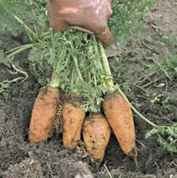 Carrot Seeds - Danvers Half Long Heirloom, Non-GMO, 50+ Seeds, Organic Vegetable Gardening - Daucus carota
