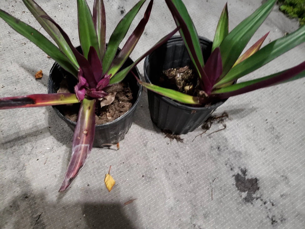 Multicolor Tradescantia Spathacea Plant - Moses in The Cradle - Dwarf Oyster Plant - Colorful Indoor Houseplant