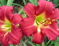 Daylily Plant - Awarded Ruby Red Stella - Hemerocallis - 1 Live Bare Root Flower Fan