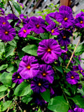 Lycianthes rantonnetii Plants - 8" Tall Kangaroo Apple, Set of 2, 4" Pot Size, Ornamental Foliage, Easy Care