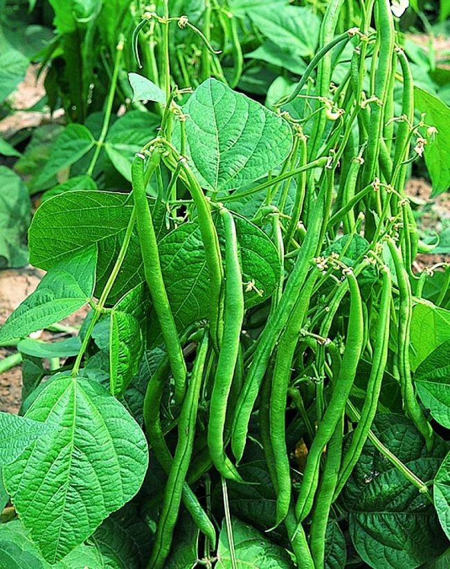 Valentino Green Bean Seeds 100+ - 55 Days - Dark Green Pods - Phaseolus vulgaris